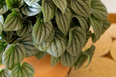 Emerald Ripple Peperomia Care Around Cats & Dogs: Reviving, Repotting & Propagation
