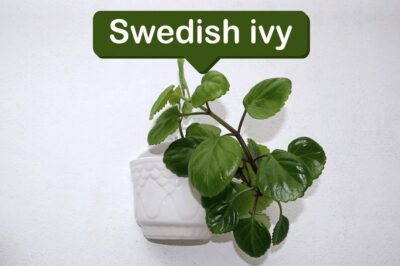 ASPCA Nontoxic Swedish Ivy & Pets: Placing, Potting, Climbing, Repotting & Propagating Tips for Rabbit Safety