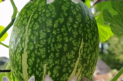Fig Leaf Gourds: Identify for Pet Safety, Edible Uses, Growth & Pollination Tips