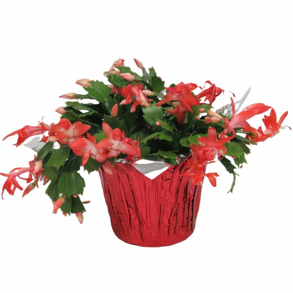 Shrimp "Christmas" Cactus Care & Revival vs Thanksgiving Cacti: Bloom & Longevity Tips Indoor & Out