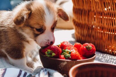 Strawberries & Pet Safety: Servings Size, Effects & Health Benefits for Dogs, Cats, Rabbits & Birds