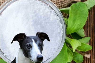 Stevia Plant & Pets: Safe Dog & Cat Recipes, Homegrown Tips & Monitoring Health Risks
