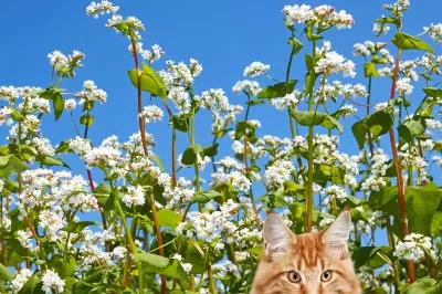 Is Wild Buckwheat Safe for Cats & Dogs? Control Growth with Companion Plants, Uses, Benefits & Recipes
