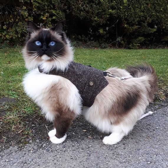 leash walking your longhair cat like ragdoll or persian
