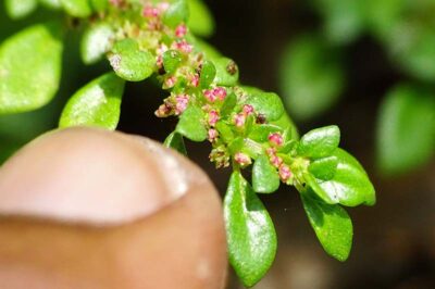 Artillery Plant Care & Pet Safety Guide: Indoor/Outdoor, Bonsai & Reviving Tips