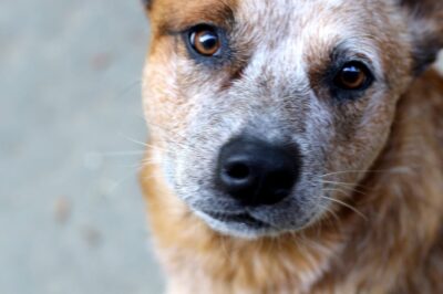 Train & Socialize Herding Dog Breeds for Assisted Living Facility: Easy Preparation Guide