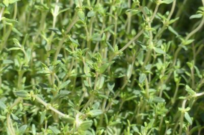 Safe Fresh Thyme for Dogs, Cats & Bees: Growing Tips, Recipes & Health Benefits