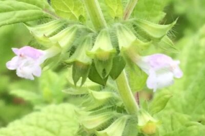 Lemon Balm Safe Around Dogs & Cats: Companion Plants, Anxiety Benefits & Tincture Remedies
