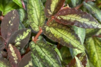 Watermelon Begonia: Dog & Cat Friendly or Toxic, Sun vs Shade, Indoor/Outdoor Care & Companion Plants