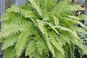 Feather Palm Care Tips for Pet Owners: Rarity, Pruning & Benefits