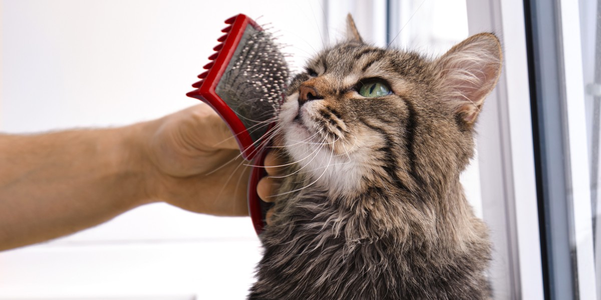 senior grooming your cat at assisted living facility ALF