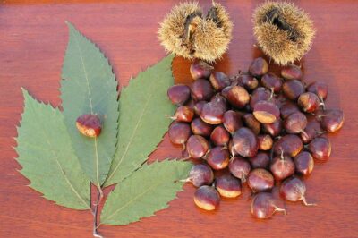 American Chestnut & Pet Safety: Historical Uses vs Current Popularity, Blight Impact & Restoration