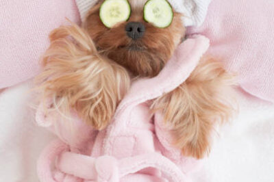 ASPCA Nontoxic Cucumber: Health Benefits vs Risks for Cats & Dogs + Fun Recipes