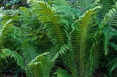 Tall Feather “Ostrich” Fern Care & Placement for Pet Safety | Fern & Moss Comparison