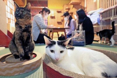 Exotic Cat Adoption Venues: Animal Shelter vs Cat Café vs Breed Rescue | Helpful Tips