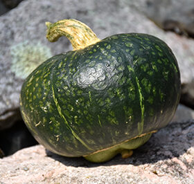 Buttercup Squash & Pet Safe Gardening & Harvesting Tips | Pumpkin Comparison