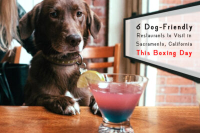 Pet Friendly Restaurants in CA: Finding, Preparing Dog, Patio Dining & Fast Food Chains