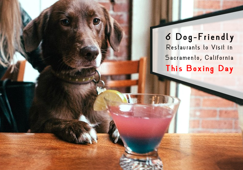dachshund mix with cocktail at dog friendly restaurants sacramento