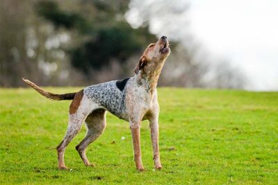 Best Hound Breeds for Outings to Parks, Hotels & Restaurants: Off-Leash Tips & Breed Restrictions