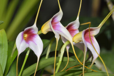 Tailed Orchid Pet Safety for Dogs, Cats & Geckos | Nontoxic Orchid Plant Mix & Aphid Repellent