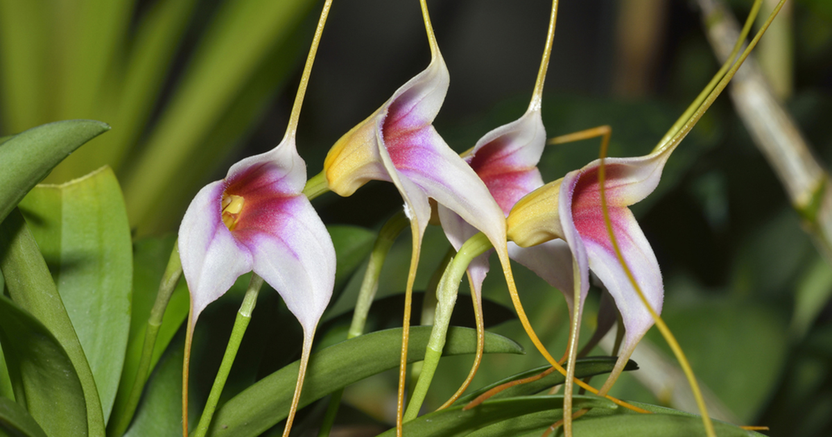 Masdevallia (Kite Orchid, Tailed Orchid)