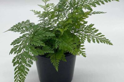 Davallia Ball Fern Care & Pet Safety Tips for Cat & Dog Owners | Pet-Friendly Rabbit’s Foot aka Squirrel Foot aka Deer Foot Fern