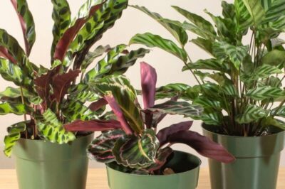 Pet Safety & Maranta Prayer Plant Care | Peacock & Rattlesnake Plant Toxicity to Dogs & Cats