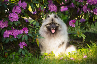 Garden Tips for Keeshonds Owners: Fencing, Plant & Surface Selection for Safety & Cool Enrichment
