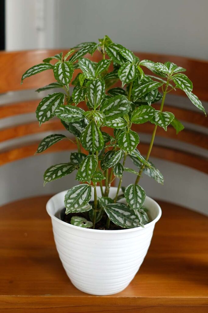 Pets Safety & Aluminum "Watermelon" Plant: Size, Easy Care, Propagation & Terrarium Use