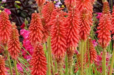Is Kniphofia Safe for Dogs & Cats? | Torch Lily Bloom Cycle, Toxicity, Spread & Purple Leaves