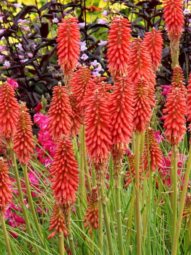 torch lily red hot poker flower