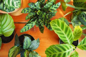 Calathea Insignis, Indoor Plant Pet Safety & Care Tips aka Rattlesnake/ Zebra/ Prayer Plant