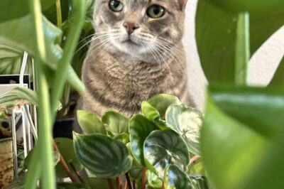 Peperomia Peltifolia Pet Safety & Care Tips: Toxic to Dogs & Cats vs Edible | Indoor vs Outdoor Placement