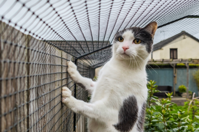 Cat-Friendly & Cat Proof Garden Design for Tailless Cats: Safe Structures & Nontoxic Plants | Catios vs Leash Walks