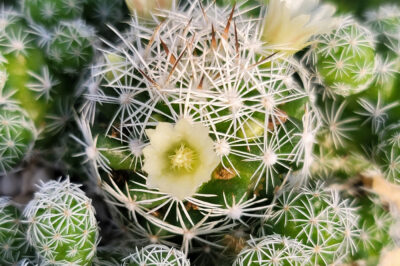 Pet Safe Thimble Cactus: Identification, Care, Specs and Toxicity to Cats & Dogs