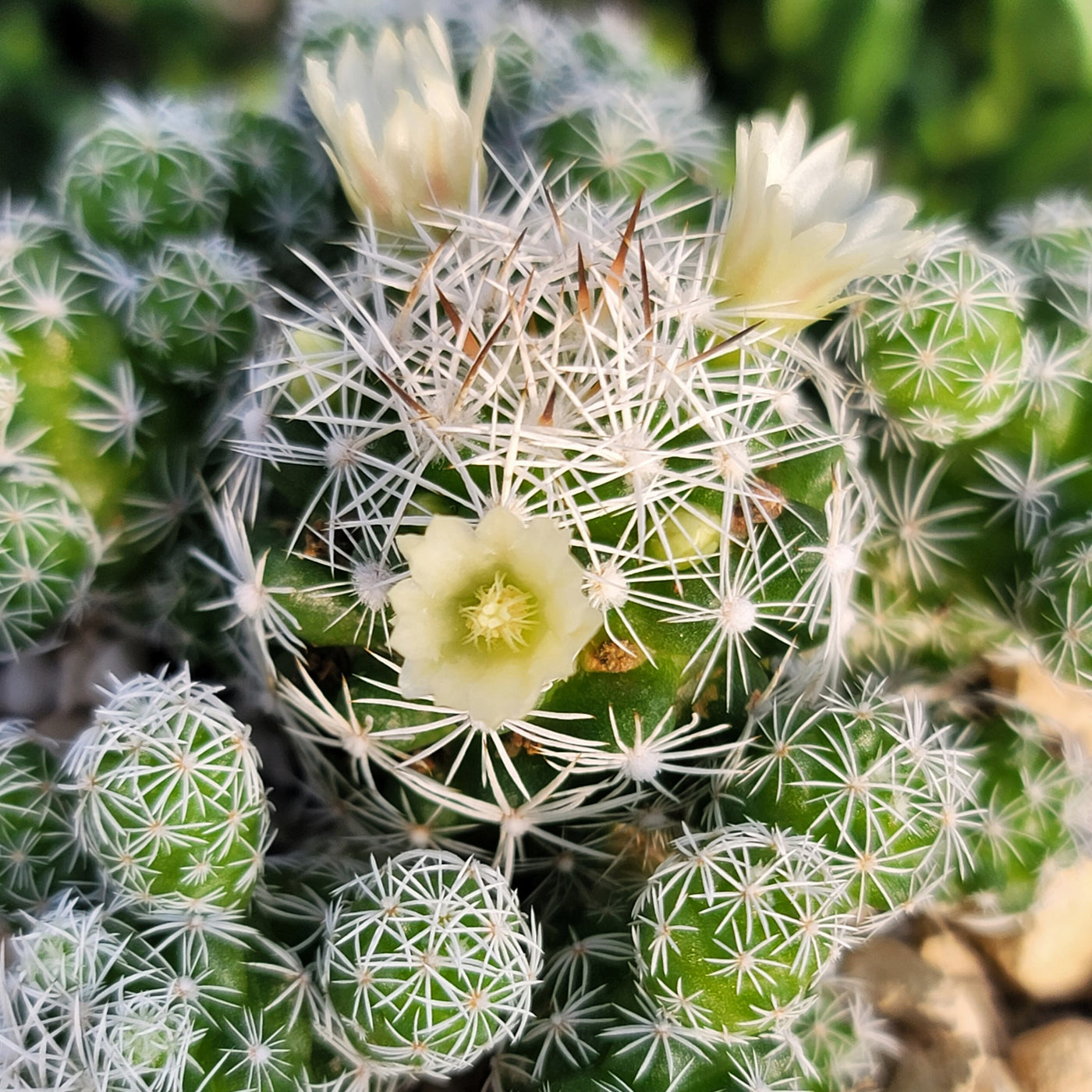 thimble cactus with three blooms