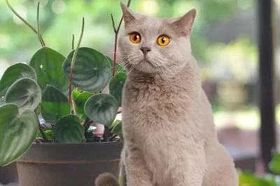 Watermelon Peperomia Care Tips and Dog & Cat Safety | Easy Indoor & Pet-Friendly Garden Ideas