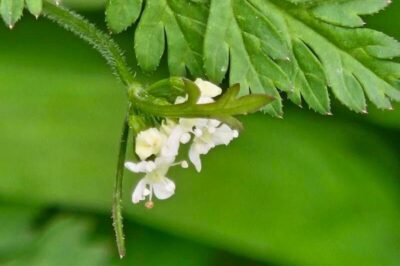 Garden Chervil & Pet Safety: Toxic or Edible for Dogs, Cats & Rabbits | French Parsley Raw vs Cooked Benefits & Risks