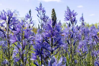 Wild Hyacinth & Pets: Sun vs Shade, Container vs Ground, Companion Plants, Attract Pollinators & Control Spread