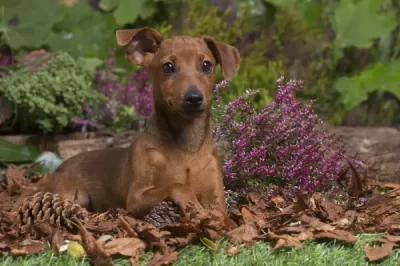 Safe Garden Ideas for Miniature Pinscher: Manage Barking, Enrichment w/o Overstimulating Your Min Pin