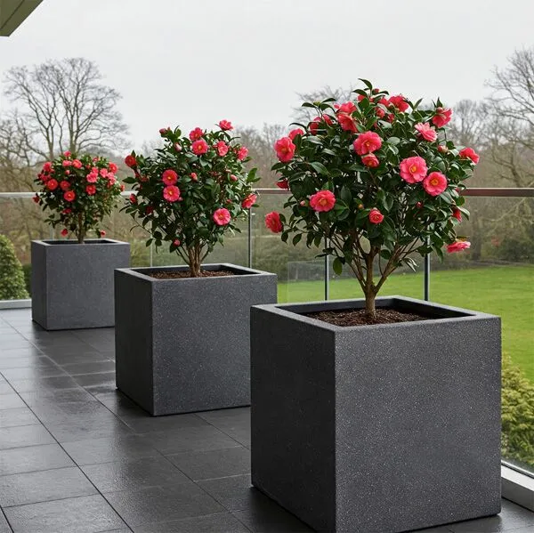 growing common Camellia japonica containers