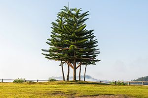 Pet Safe Australian Pine aka Coastal Horsetail She-oak, Ironwood Guide: How ID, Optimal Location to Grow w/o Invasive Spreading