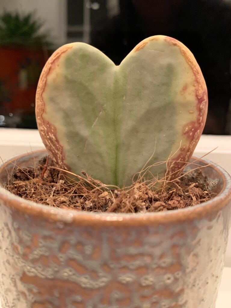 yellowing Sweetheart Hoya aka Wax Heart Plant care tips