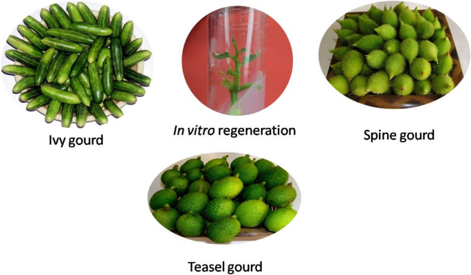 how ID Spiny Teasel Gourd "Hedgehog Gourd" vs other gourds