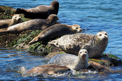 Sea Lion vs Seals: How ID, Fun Facts & Safety Guide | Pinnipeds vs Other Marine Mammals & Canines