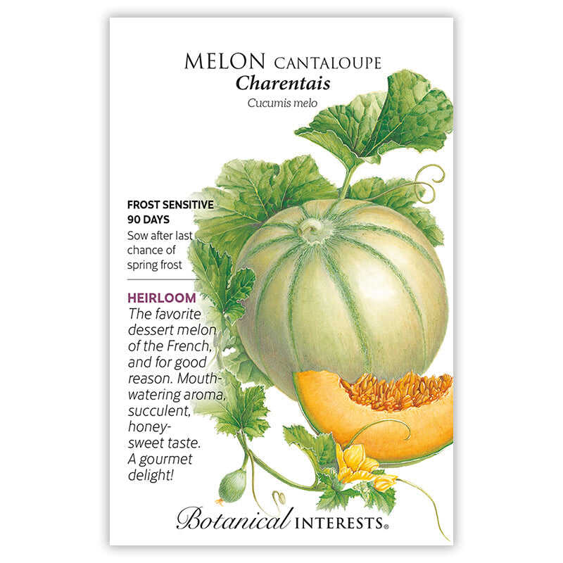 charentais a true cantaloupe melon illustration