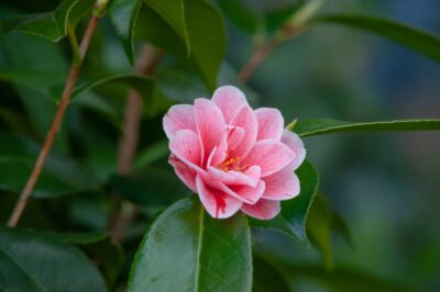 Camellia Japonica ID & Care: Size, Popularity, Creative Planting & Placement Tips | Camellia Sasanqua Comparison