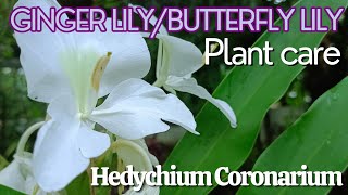 ginger lily aka butterfly lily plant care for hedychium coronarium