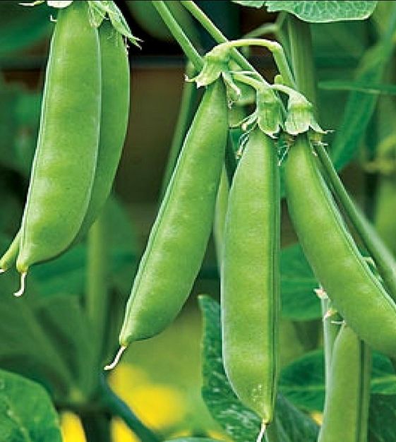 Sugar snap peas on vine outdoors MCU