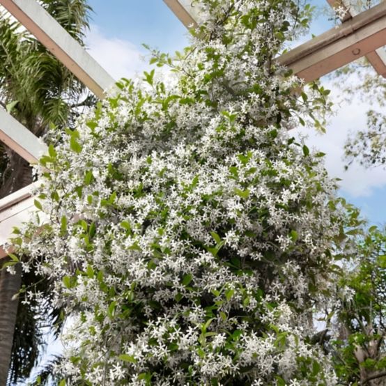 southern star jasmine growing upwards on structure indoors & outdoors